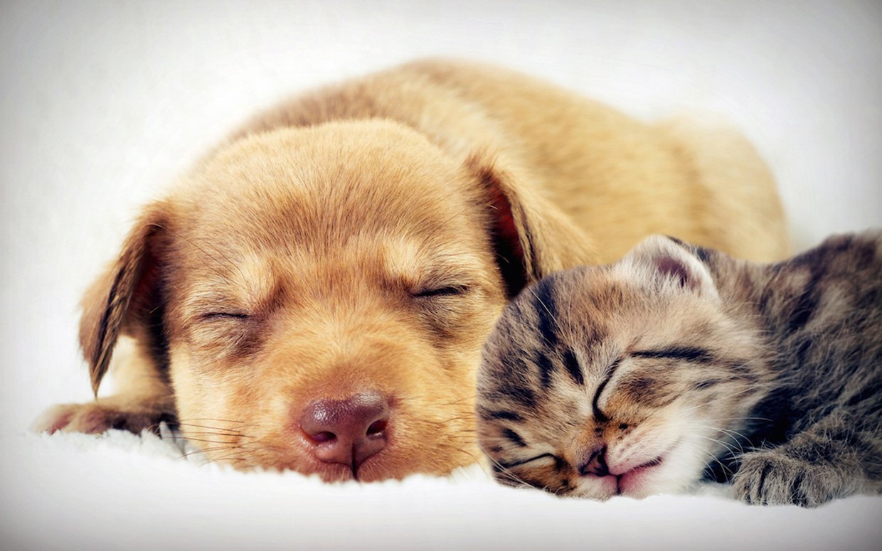  How to Make Your Pet Friendly and Affectionate?