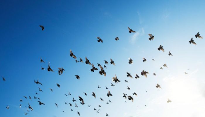 Birds Help Maintain the Environmental Balance