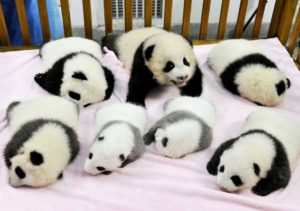  Baby Pandas