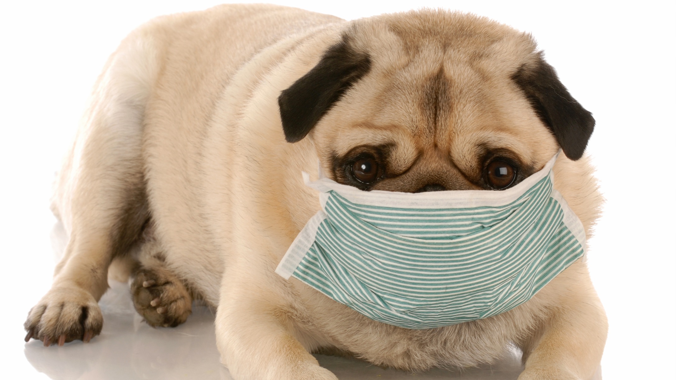 Coronavirus in Dogs – Everything You Need to Know