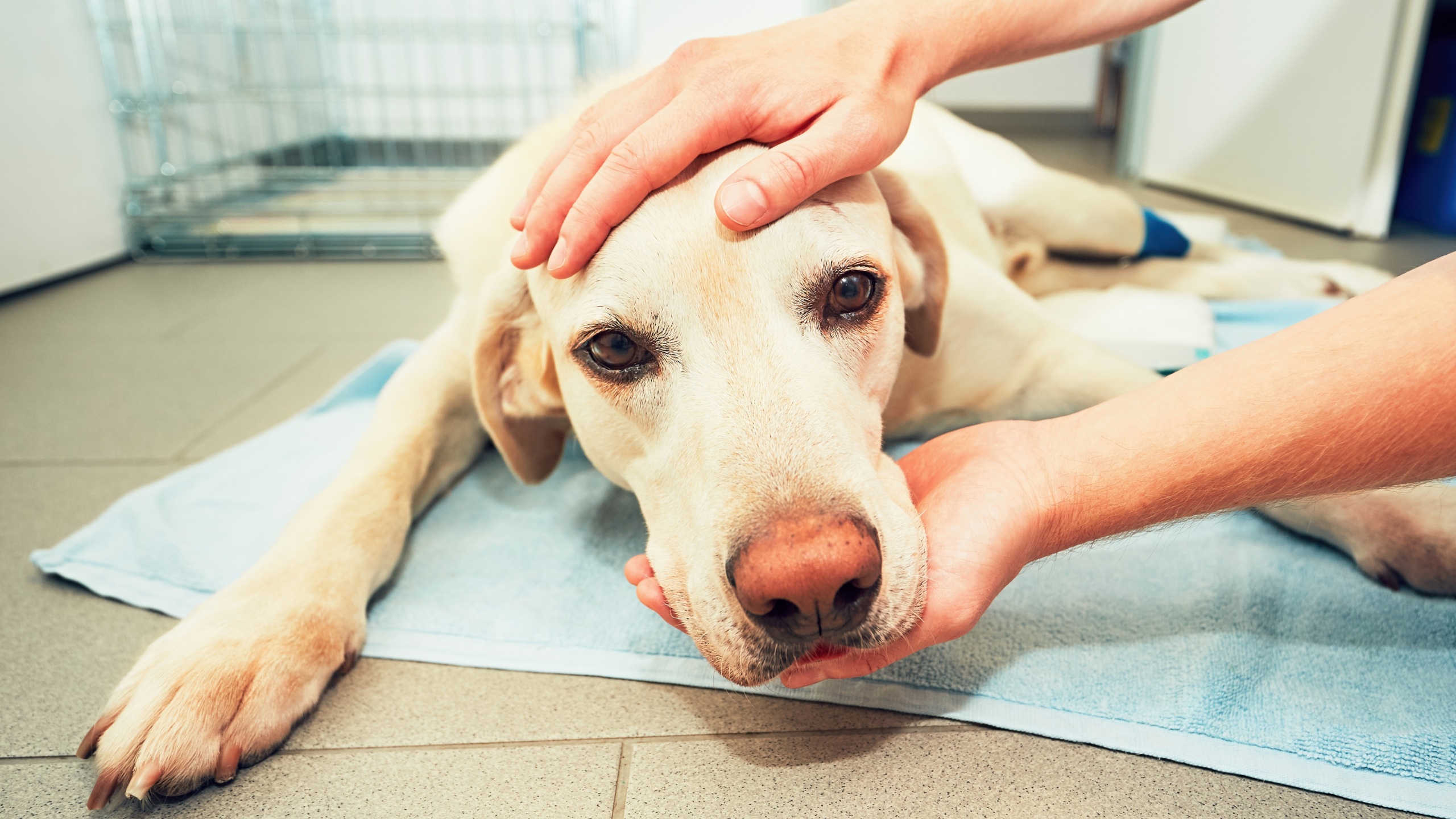  6 Common Deadly Diseases in Dogs – Symptoms & Treatment