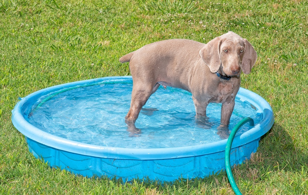 Summer Tips for Your Pet