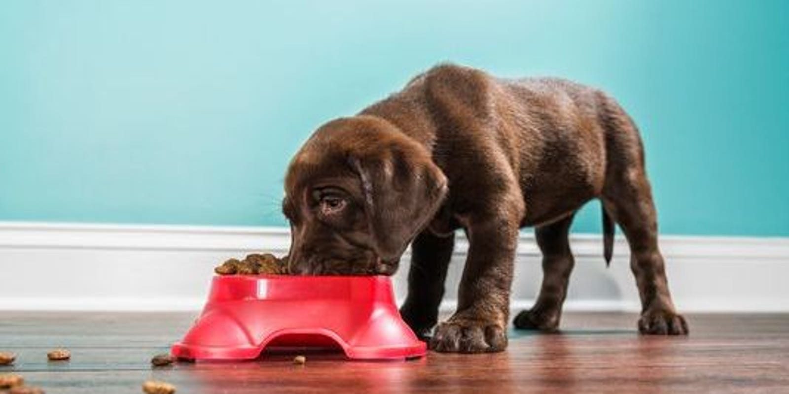  5 Top Health Tips for Your Pet