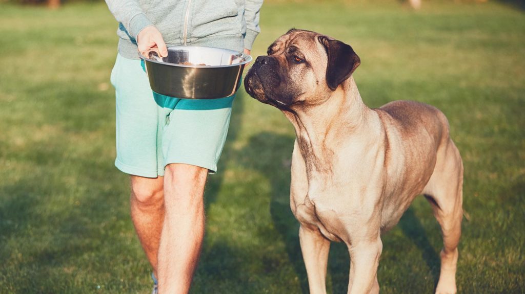 Avoid Feeding Home Cooked Food to Your Pet