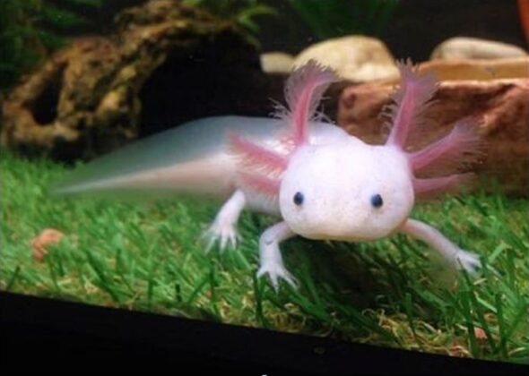 how-to-care-axolotl-in-a-decent-manner-wild-life-risk