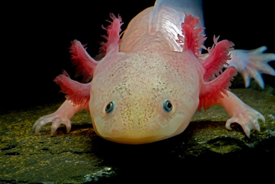  How to Care Axolotl in a Decent Manner