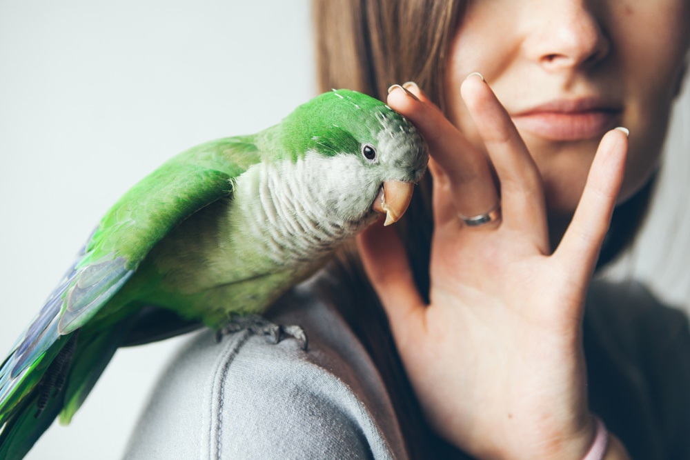  Why should Nurturing Birds be an Integral Part of Your Routine?