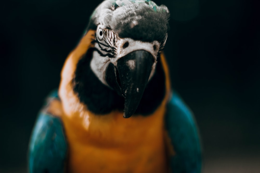  Train your Macaw Parrots to Talk with These Simple Steps