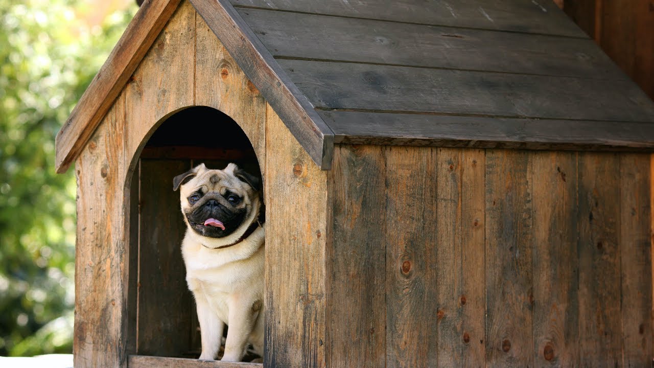  A Good Kennel is an Ultimate Treat for a Dog