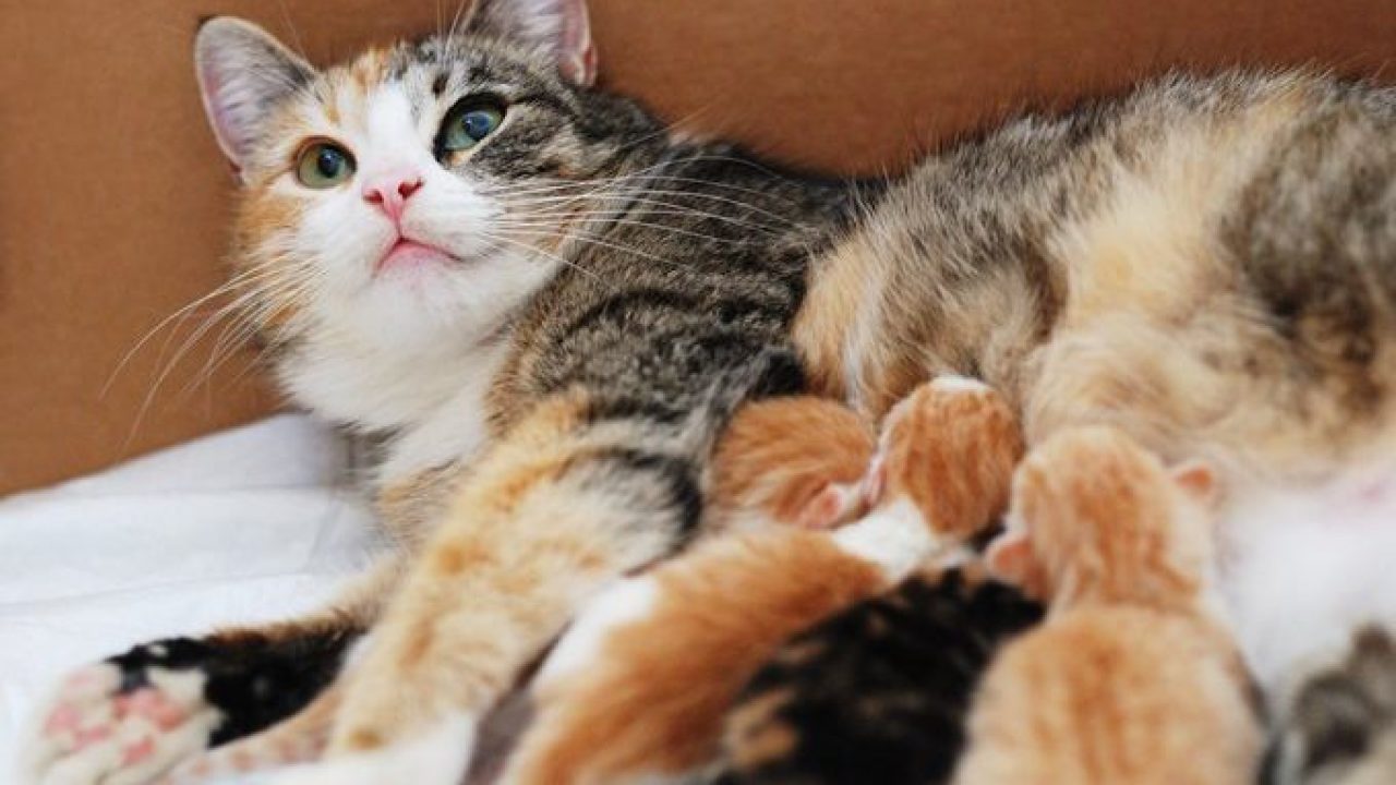  How Many Litters can a Cat Birth in One Whole Year?