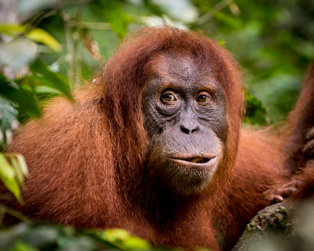 Is the Shadows of Sumatran Orangutans