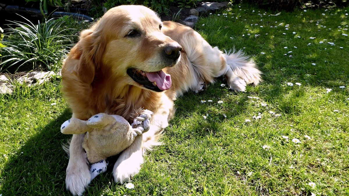 What do you know about Health Problems in Golden Retrievers? Wild