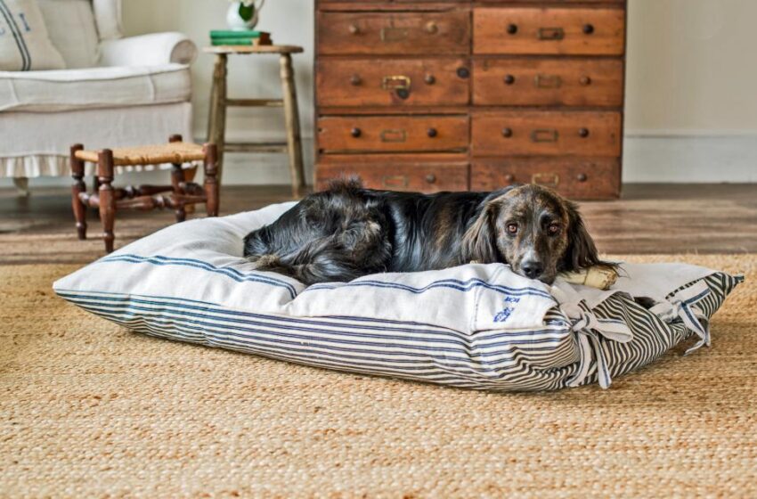  10 Tips to Keeping your Home Clean with Pets