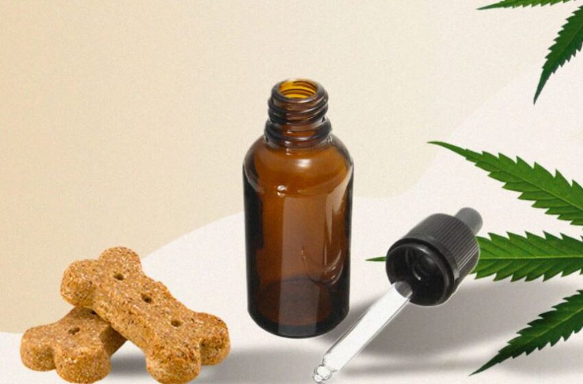  Health Benefits Of CBD Oil For Dogs That Will Surprise You