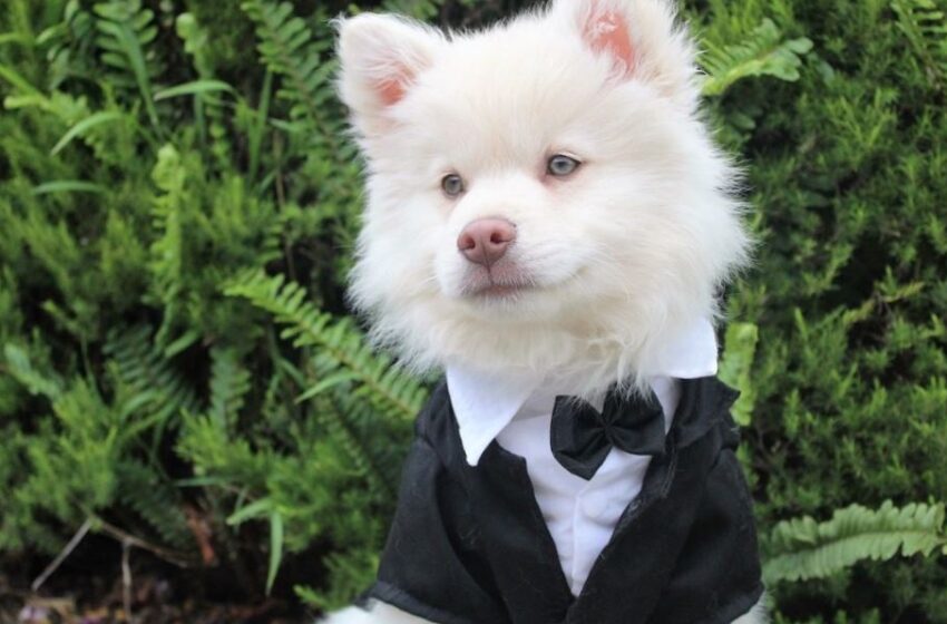  How to Choose a Best Wedding Outfits for your Dog?