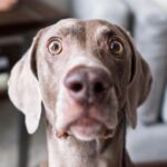 7 Common Reasons your Dog is Anxious