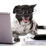 How to Save Money on Vet Bills and other Pet-Care Costs