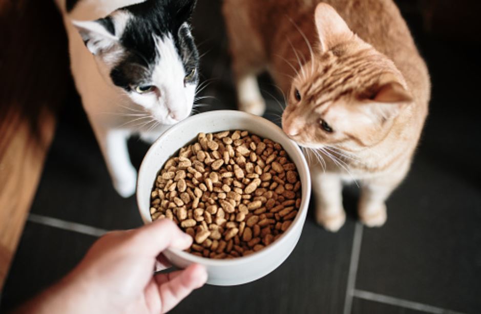 Best organic shop cat food