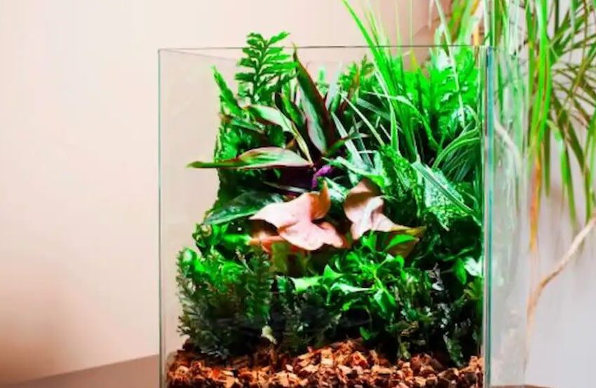  Creating a Safe and Serene Underwater Haven: Top Non-Toxic Plants for Aquariums with Fish
