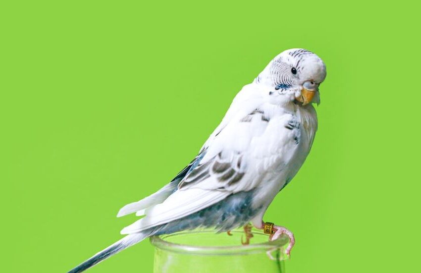  Tweet, Tweet! The Best Indoor Bird Species for First-Time Bird Owners