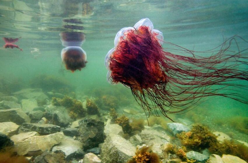  Unveiling the Mysteries of the Lion’s Mane Jellyfish: Nature’s Majestic Underwater Giant