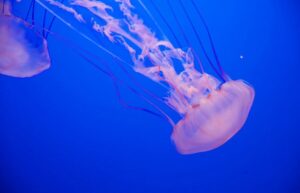 Lion's Mane Jellyfish picture
