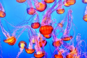 Lion's Mane Jellyfishes