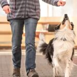 The Importance of Dog Socialization: A Guide for New Owners