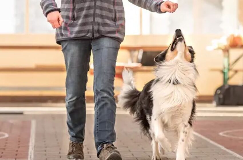  The Importance of Dog Socialization: A Guide for New Owners