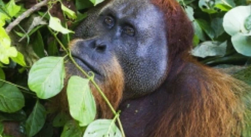 Is the Shadows of Sumatran Orangutans (Continue)