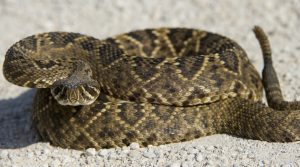 Eastern Diamondback Rattlesnake