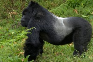 Eastern Gorilla