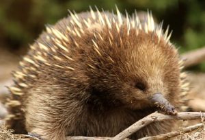 Echidna