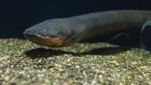 Eel