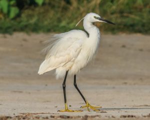 Egret