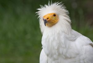 Egyptian Vulture