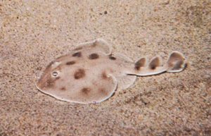 Electric Ray