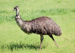 Emu