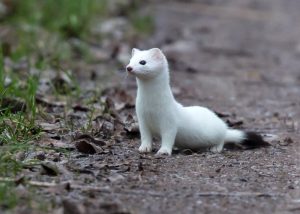 Ermine