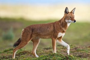 Ethiopian Wolf