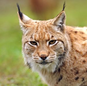 Eurasian Lynx