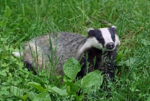 European Badger