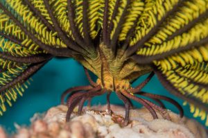 Feather Star