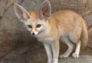 Fennec Fox