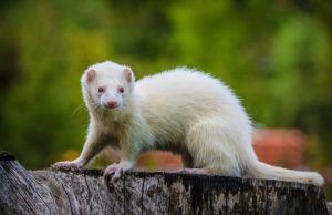 Ferret