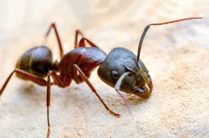 Fire Ant