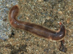 Flatworm