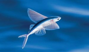 Flying Fish