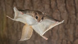 Flying Squirrel