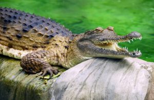 Freshwater Crocodile